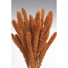 SETARIA  24" Burnt Oak-